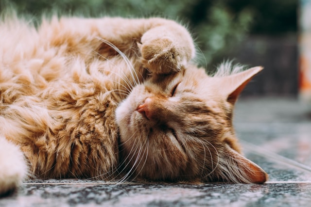 Find out about the most cuddly cat breeds